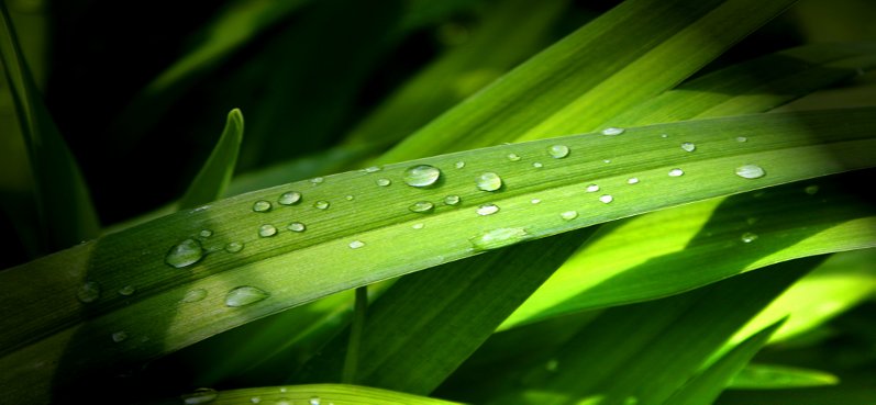 pianta verde
